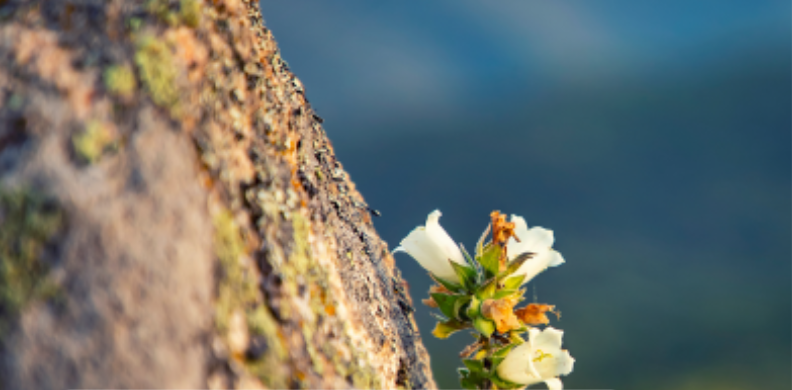 titelblatt hs ps 1 26 792 x 390 px